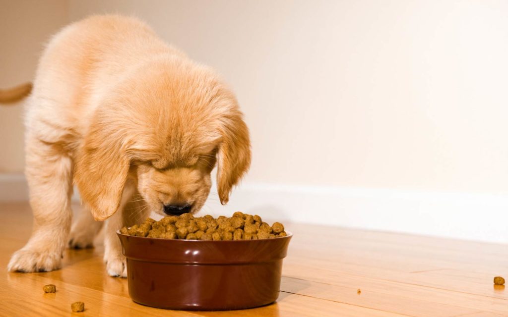 Chiot qui mange des croquettes - supercroquettes